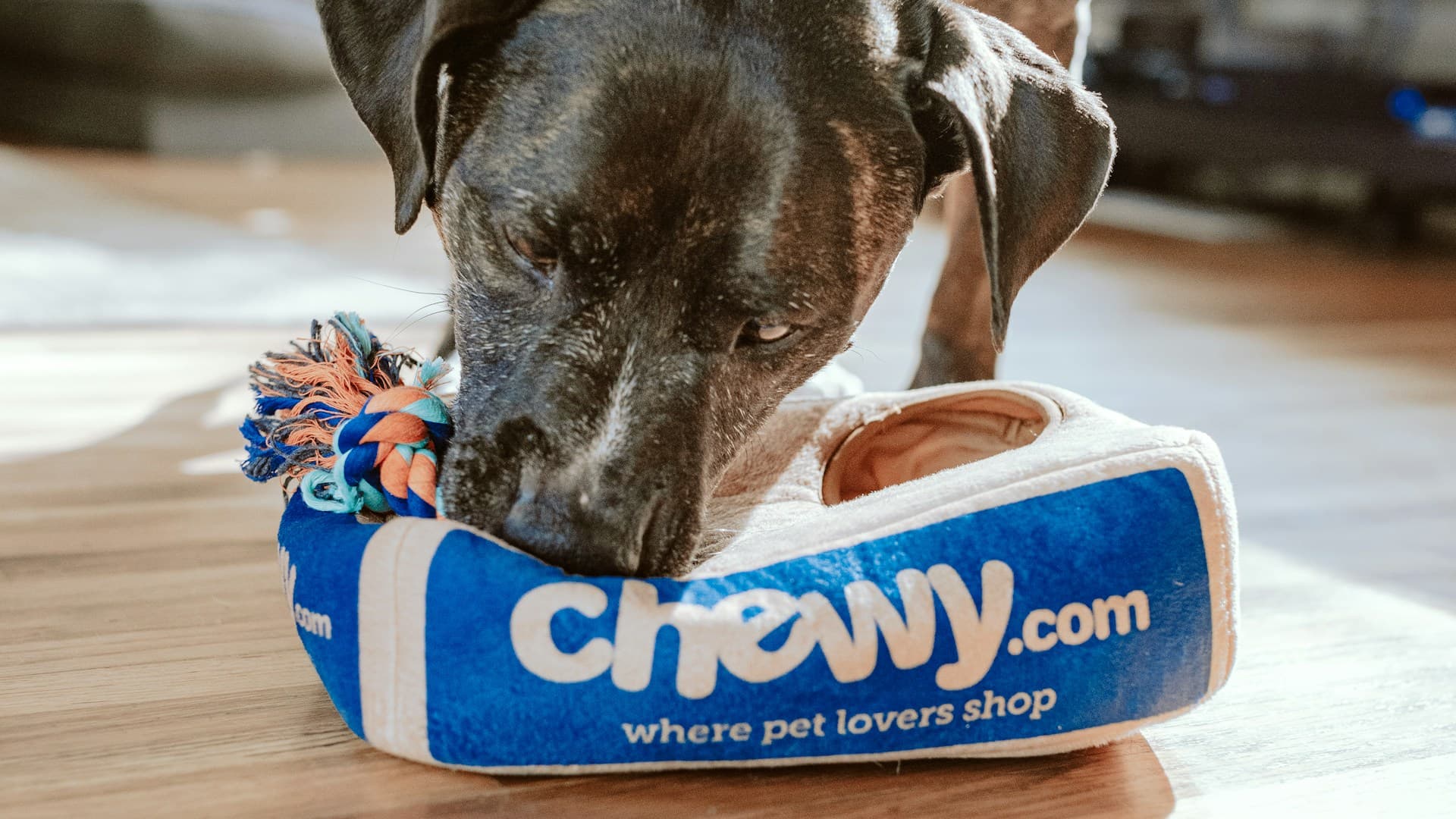 Hôtels pour animaux et garde